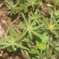 Portulaca tuberosa Roxb.